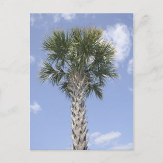 Palm Tree Anywhere USA Postcard