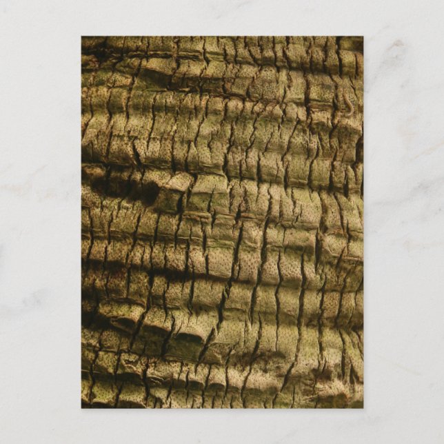Palm Tree Bark Invitation Postcard (Front)