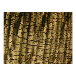 Palm Tree Bark Photo Print