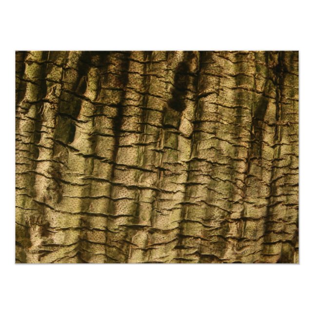 Palm Tree Bark Photo Print (Front)