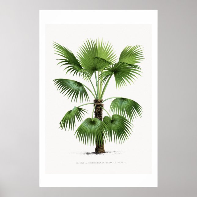 Palm Tree Botanical Sketch Vintage Art Poster (Front)