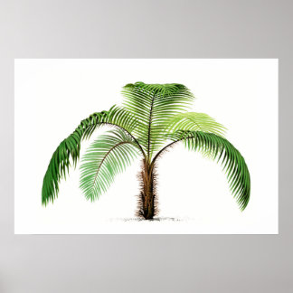 Palm Tree Botanical Sketch Vintage Art Poster