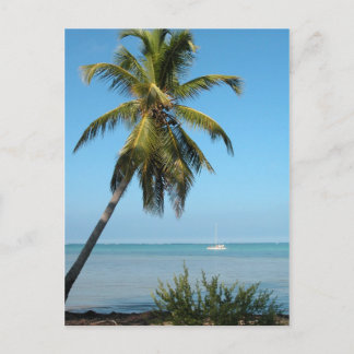 Palm Tree - Carte postale