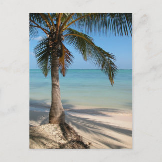 Palm Tree - Carte postale