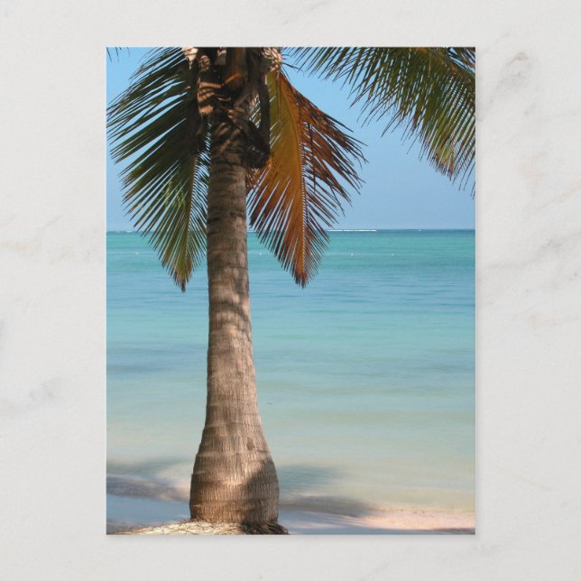 Palm Tree - Carte postale (Devant)