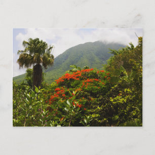 Palm Tree, Flamboyant Tree, Caribbean Volcano Peak Postcard