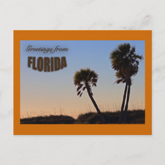 Palm Tree Florida Post Card