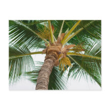 Palm Tree from Down Below