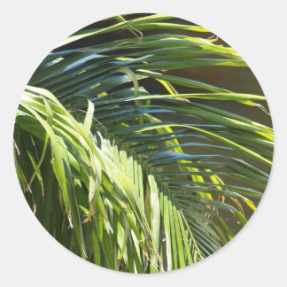 Palm tree Fronds Classic Round Sticker