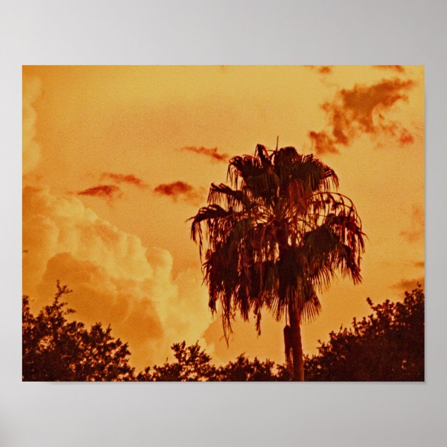 Palm Tree Golden Hour  Poster (Front)