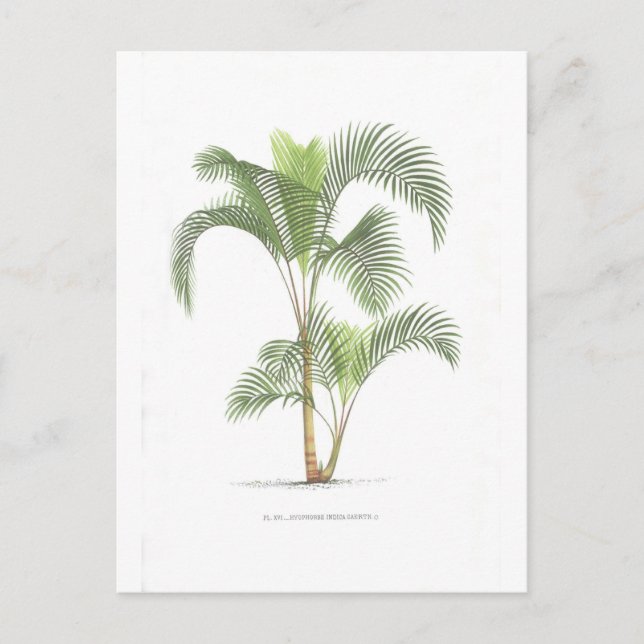 Palm tree illustration collection postcard (Front)
