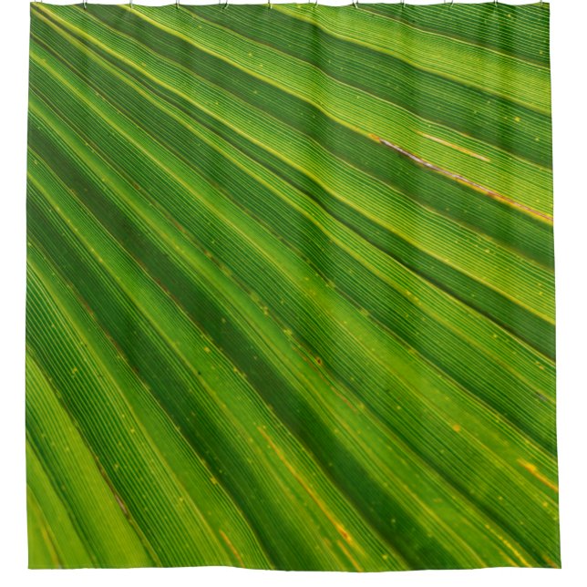 Palm tree leaf james palm trees (Front)
