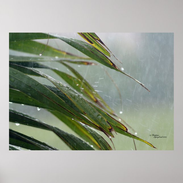 Palm tree leaves Raindrops Poster (Front)