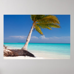 Palm tree on the ocean beach poster