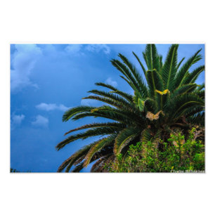 Palm Tree Photo Print