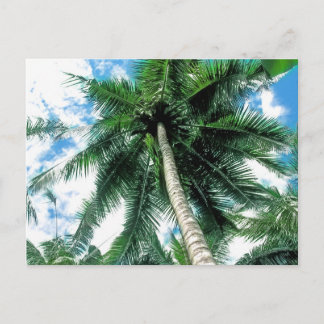Palm Tree Postcard