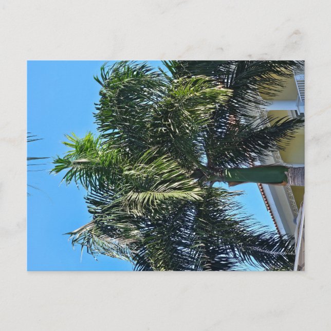 Palm tree postcard (Front)