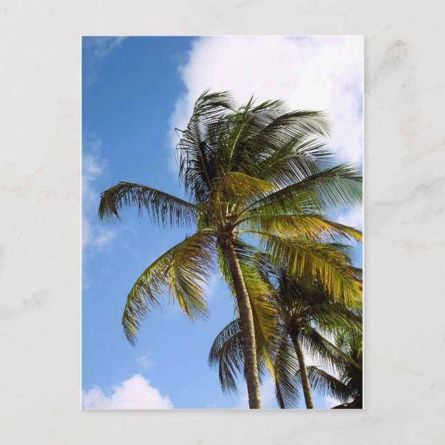 Palm tree postcard (Front)