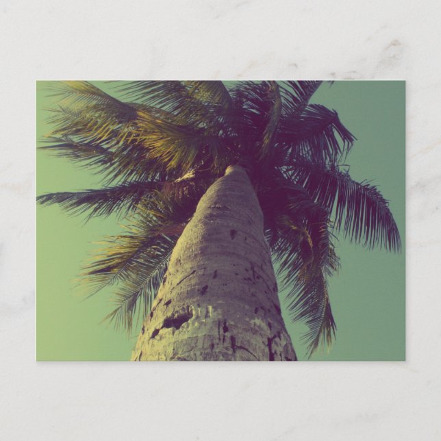 Palm Tree Postcard (Front)