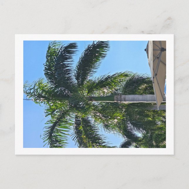 Palm tree postcard (Front)