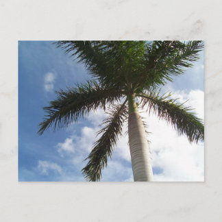 Palm Tree Postcard