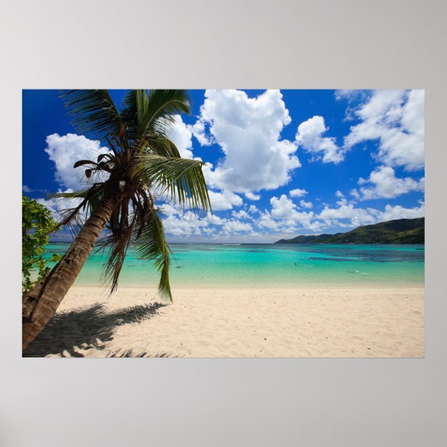 Palm tree poster (Front)