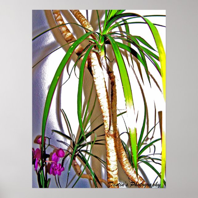 Palm Tree Poster (Front)