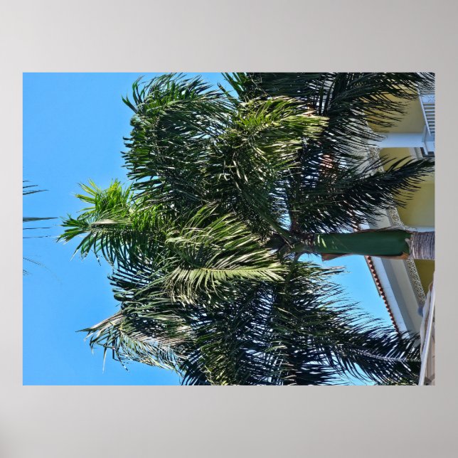 Palm tree poster (Front)