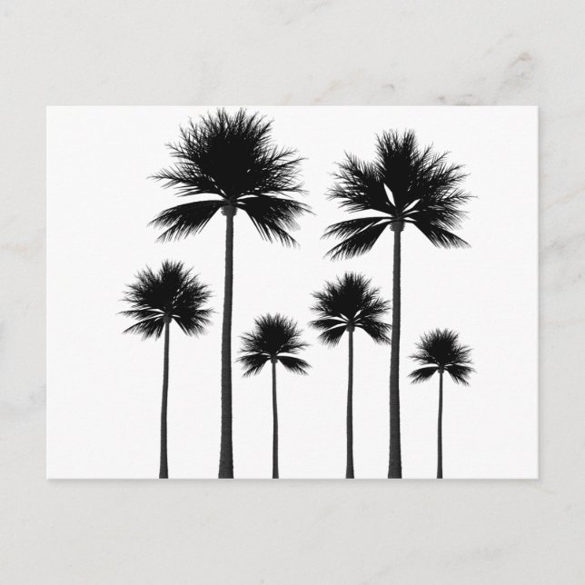 Palm Tree Silhouette Postcard (Front)