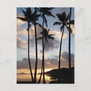 Palm Tree Silhouettes in Hawaii Postcard