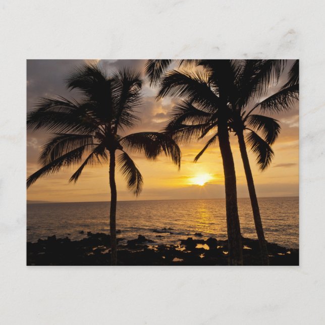 Palm tree sunset postcard (Front)