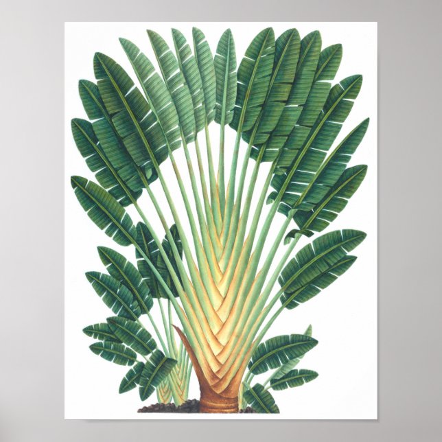 Palm Tree Tropical Plant Poster #1 Beach Decor (Front)
