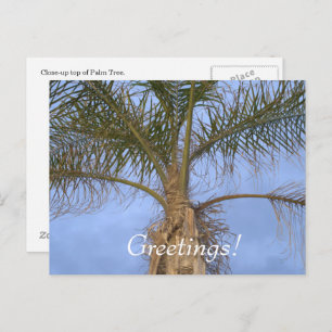 Palm Tree Vacation Greetings Postcard