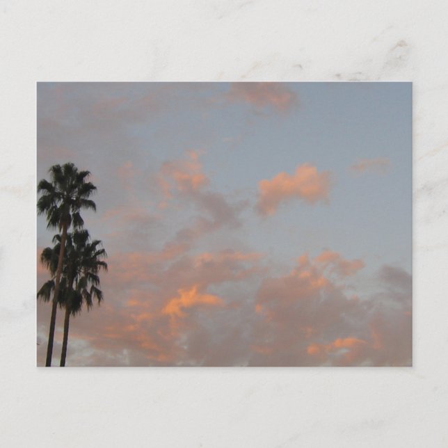 Palm Trees and Pink Clouds Blank Art Postcard (Front)