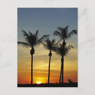 Palm trees and sunset, Mindil Beach Postcard