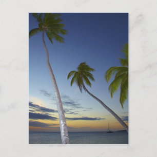 Palm trees and sunset, Plantation Island Resort Postcard