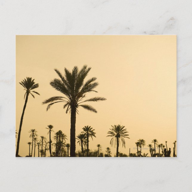 Palm trees at dusk, Morocco Postcard (Front)