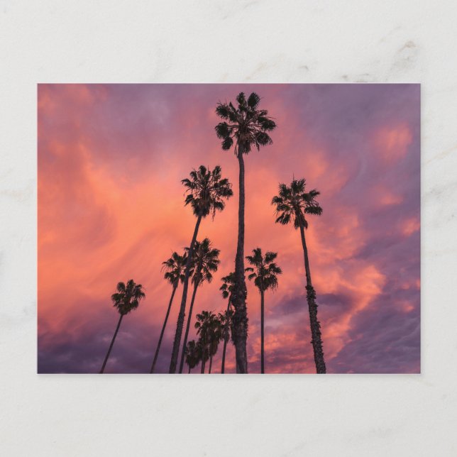 Palm Trees at Sunset postcard (Front)