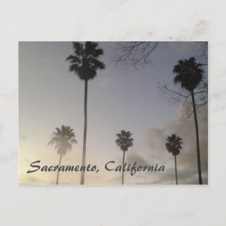 Palm Trees at Sunset Postcard