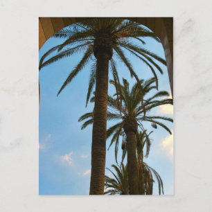 Palm Trees at Union Station Postcard