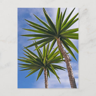 Palm Trees Card
