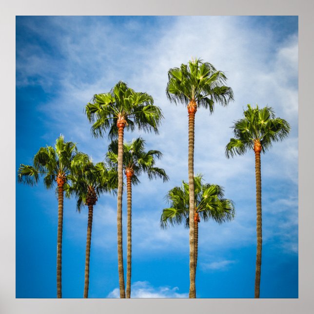 Palm Trees in San Diego, California Poster (Front)