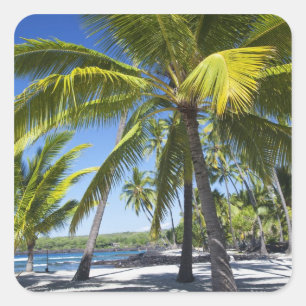 Palm trees, National Historic Park Pu'uhonua o Square Sticker