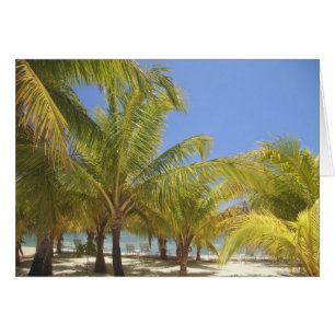 Palm Trees on a Honduras White Sand Beach
