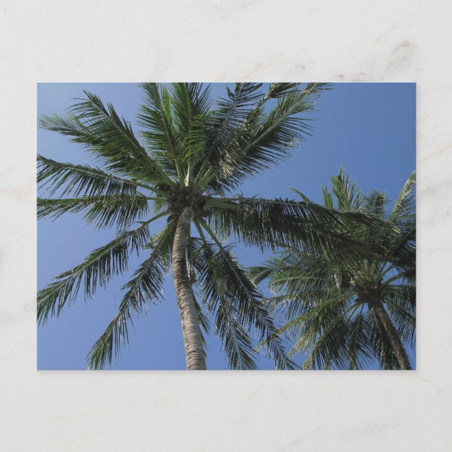 Palm Trees on Postcard (Front)