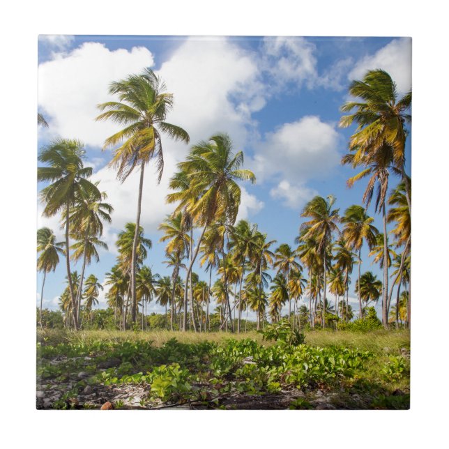 Palm trees on the beach of Isla Saona Tile (Front)