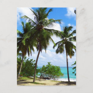 Palm Trees on Tropical Seascape Postcard