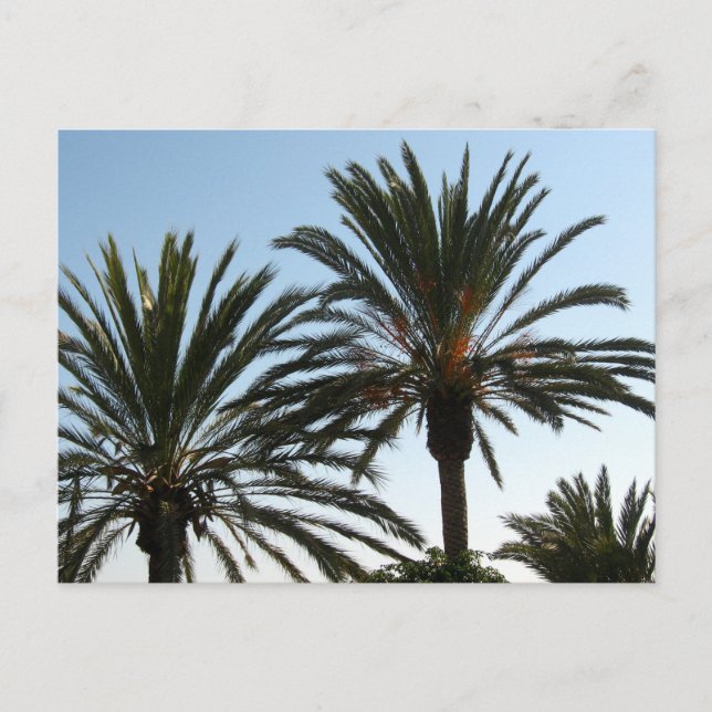 Palm Trees Photo  Postcard (Front)