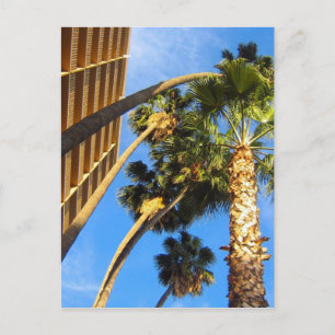 palm Trees Postcard