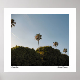 Palm Trees Poster